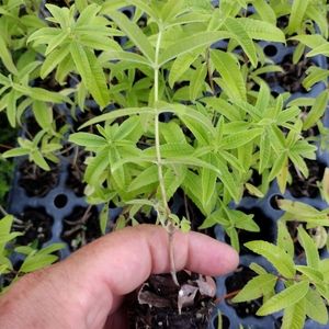 2 LIVE STARTER PLANTS LEMON VERBENA Baby Liners NO POT SAVE ON SHIPPING